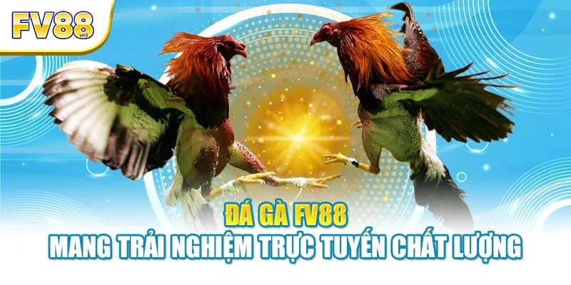 da ga fv88 mang trai nghiem truc tuyen chat luong Đá gà FV88 mang trải nghiệm trực tuyến chất lượng